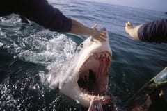 Der Weiße Hai mit weit geoeffnetem Maul (00000308)