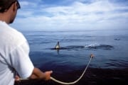 Weißer Hai zeigt kaum Interesse am Koeder (00001855)