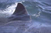 Rueckenflosse Weißer Hai (00014440)