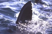 Rueckenflosse Weißer Hai (00014463)