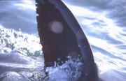 Rueckenflosse Weißer Hai vor der Kueste Suedafrika (00014466)