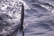 Rueckenflosse Weißer Hai vor Dyer Island (00014467)