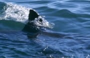 Weißer Hai Rueckenflosse: Individuell mit einmaligen (00015610)