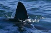 Weißer Hai Rueckenflosse: Einmaliges Erkennungsmerkma (00015612)