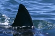 Die Rueckenflosse des Weißen Hais (00015615)