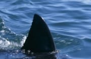 Jede Rueckenflosse eines Weißen Hais ist einmalig (00015616)