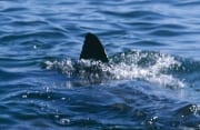 Rueckenflosse Weißer Hai vor einer Insel voller Pelzr (00015619)