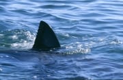 Weißer Hai Rueckenflosse durchschneidet die Meeresobe (00015620)