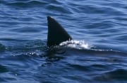 Die Rueckenflosse des Weißen Hais ist typisch und ein (00015626)