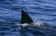 Weißer Hai zeigt seine typische Rueckenflosse vor Seal Island (00015628)
