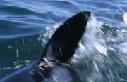 Weißer Hai Rueckenflosse durchneidet das Wasser (00015629)