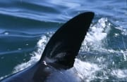 Scharf durchschneidet die Weisse Hai Rueckenflosse da (00015630)