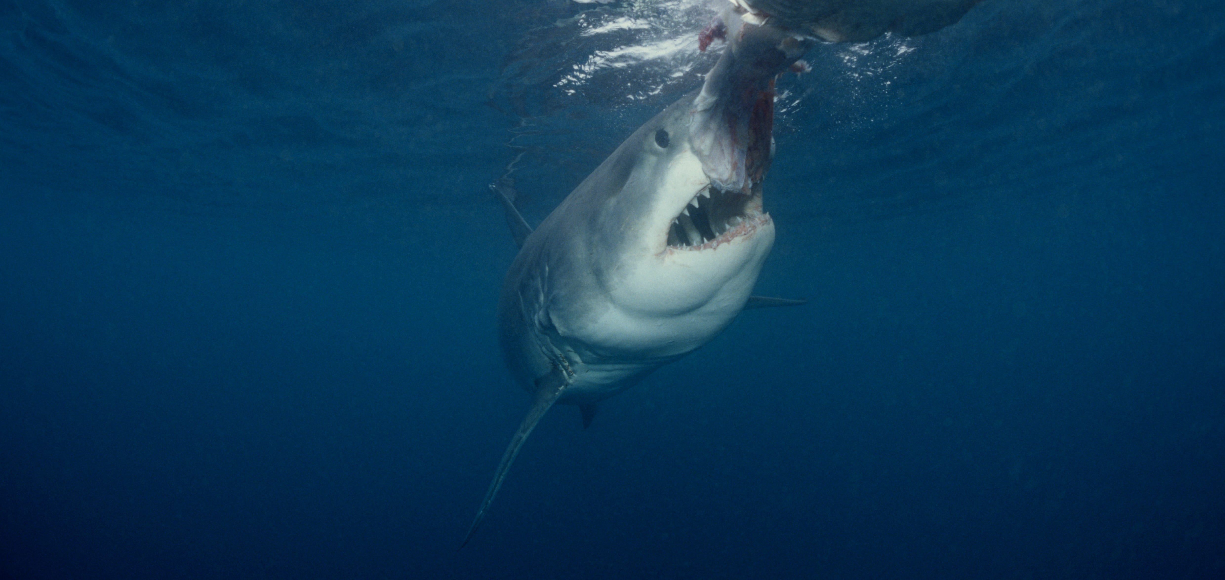 Weißer Hai beißt zu (00010317)