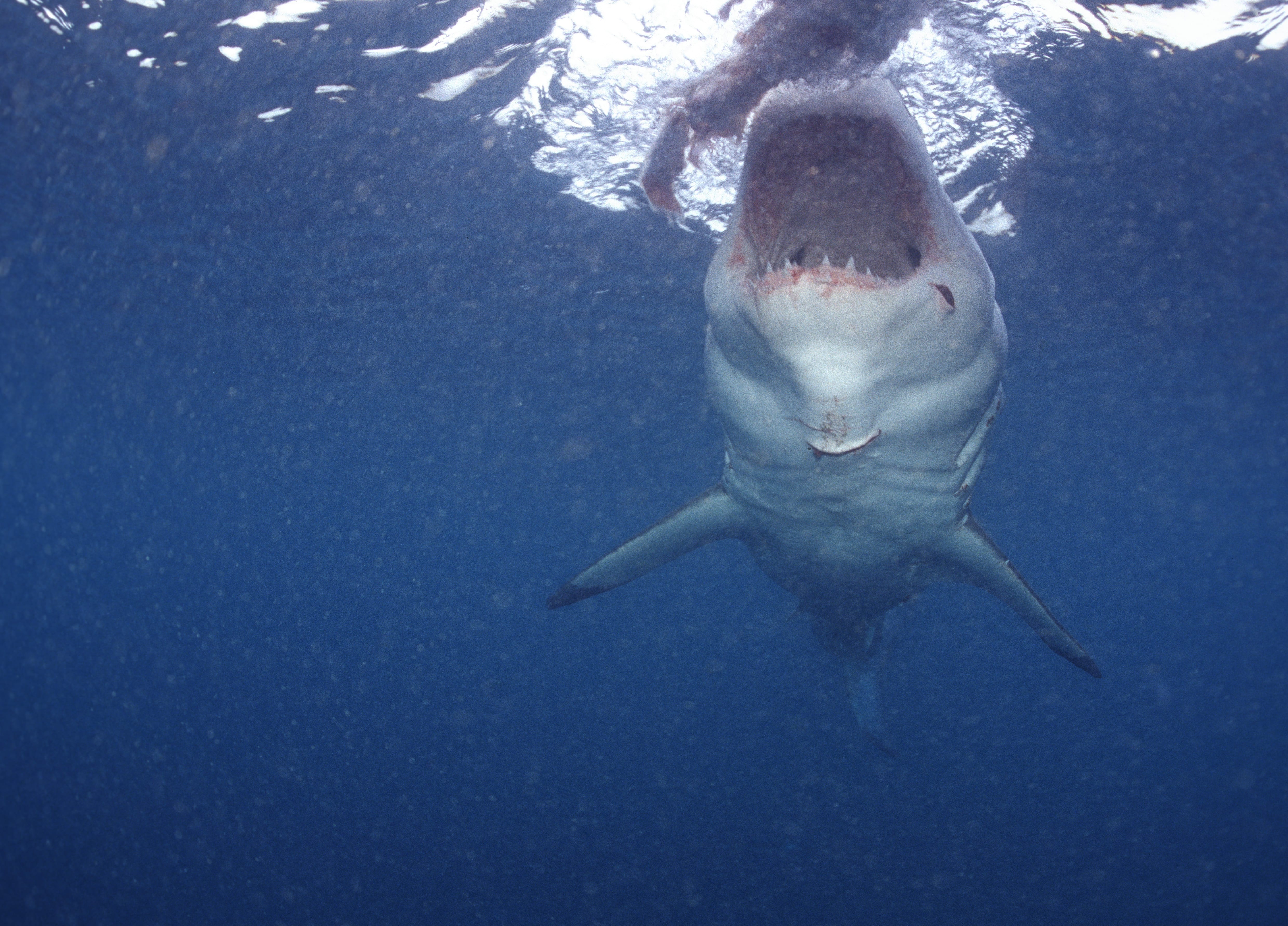 Offener Weißer Hai Rachen (00010326)