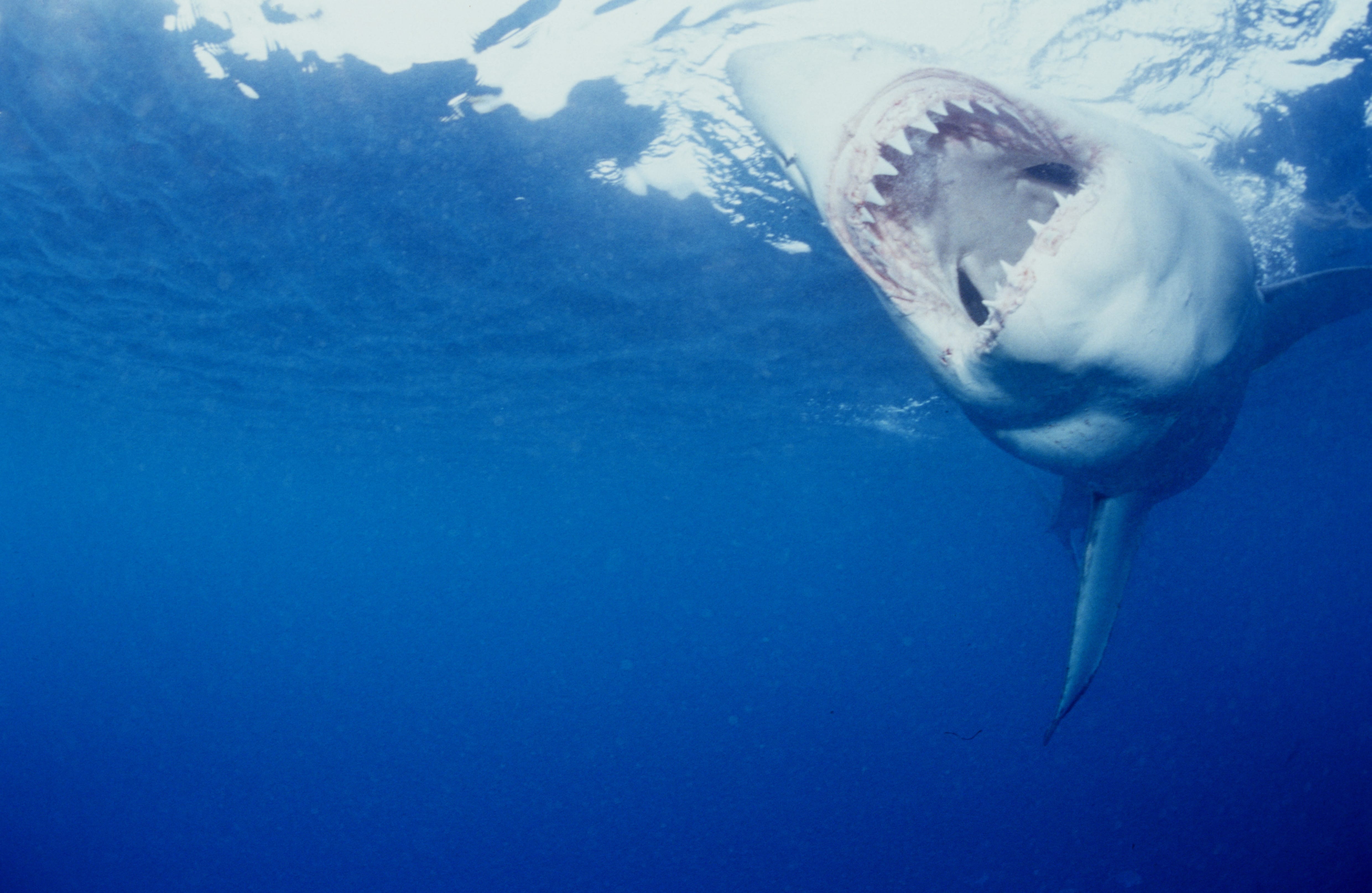Weißer Hai Rachen aus der Sicht einer Pelzrobbe (00010331)