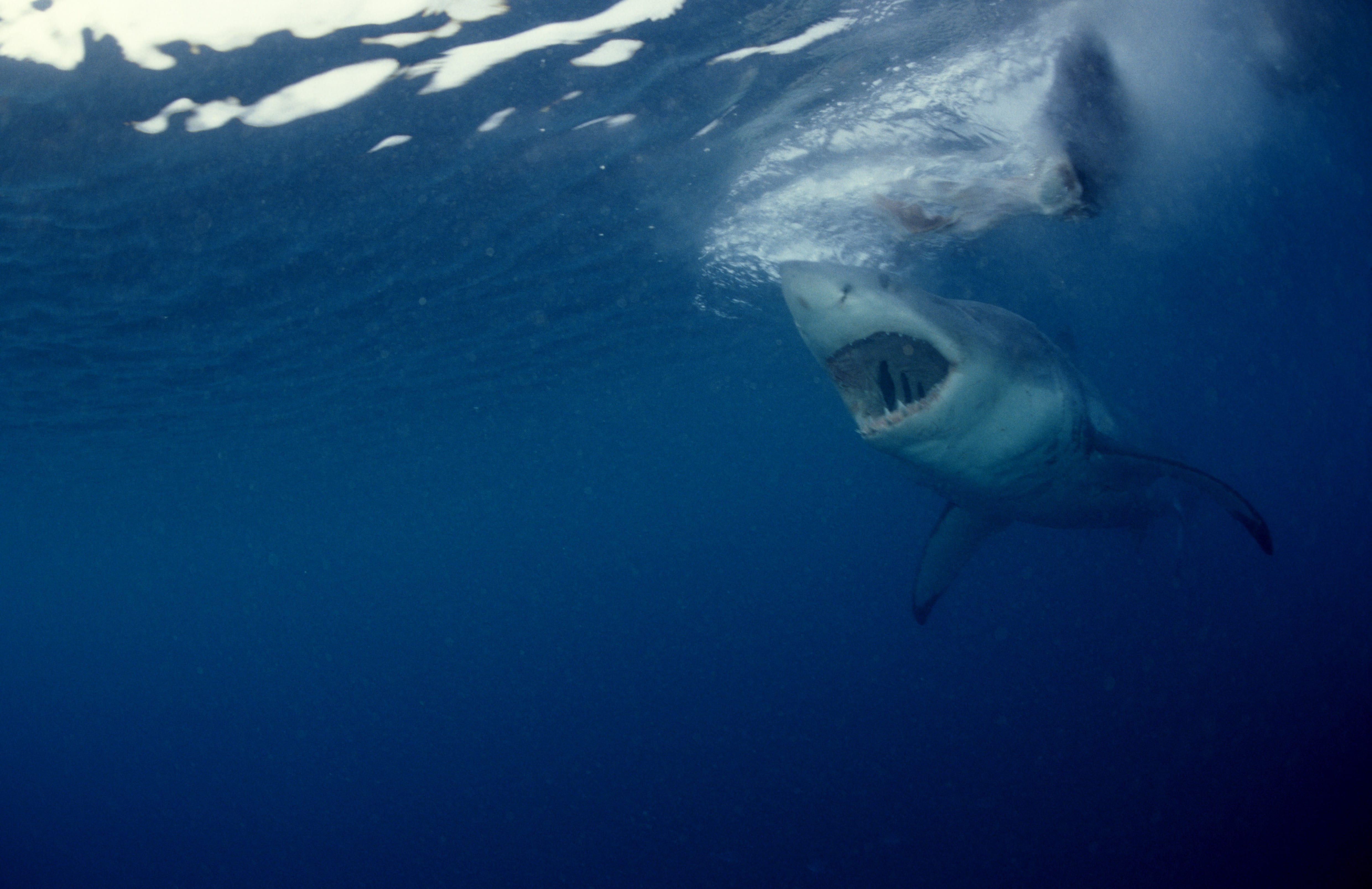 Weißer Hai Rachen aus Robbensicht (00010333)
