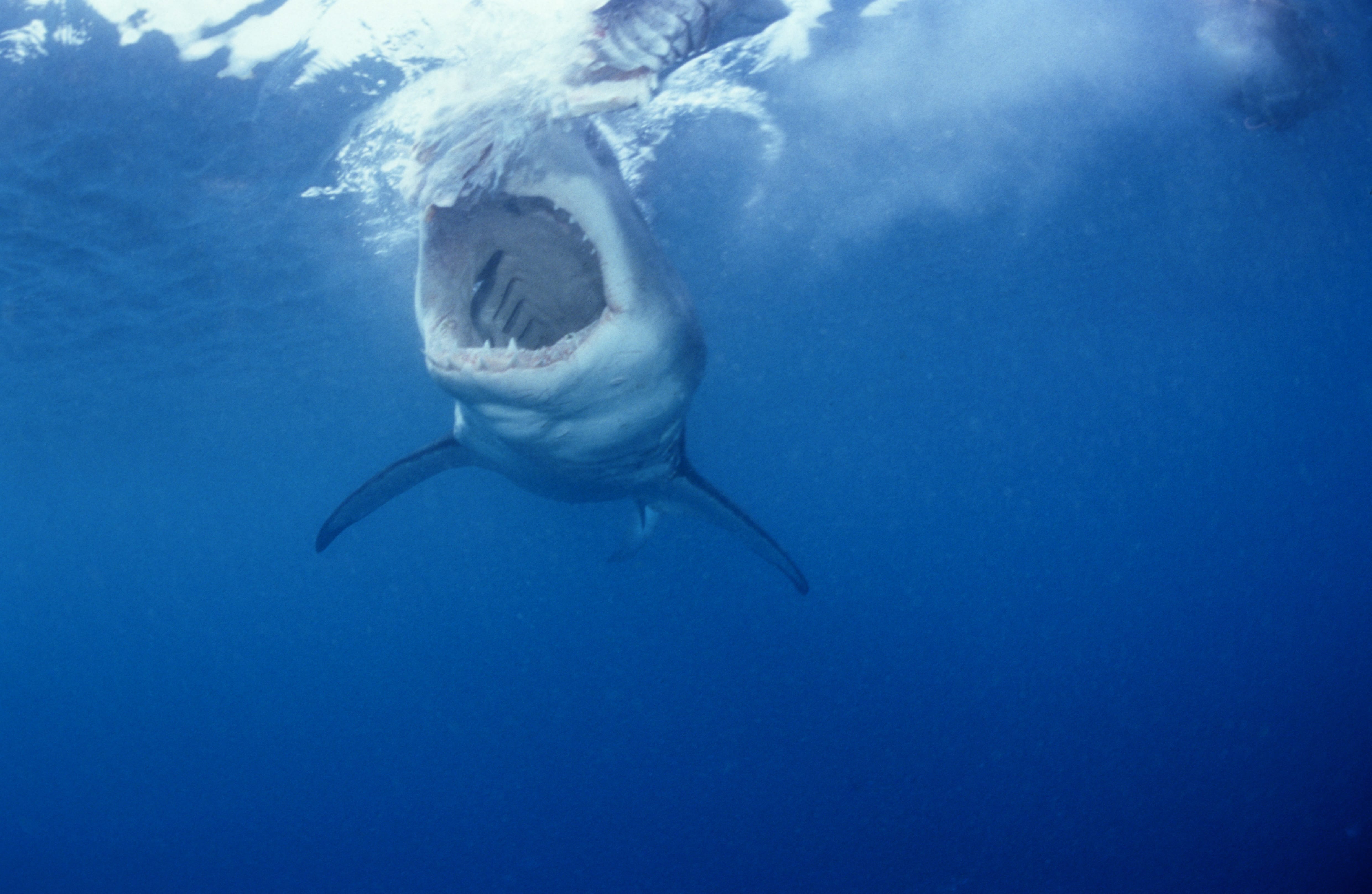Blick in den Rachen des Weißen Hais (00010338)