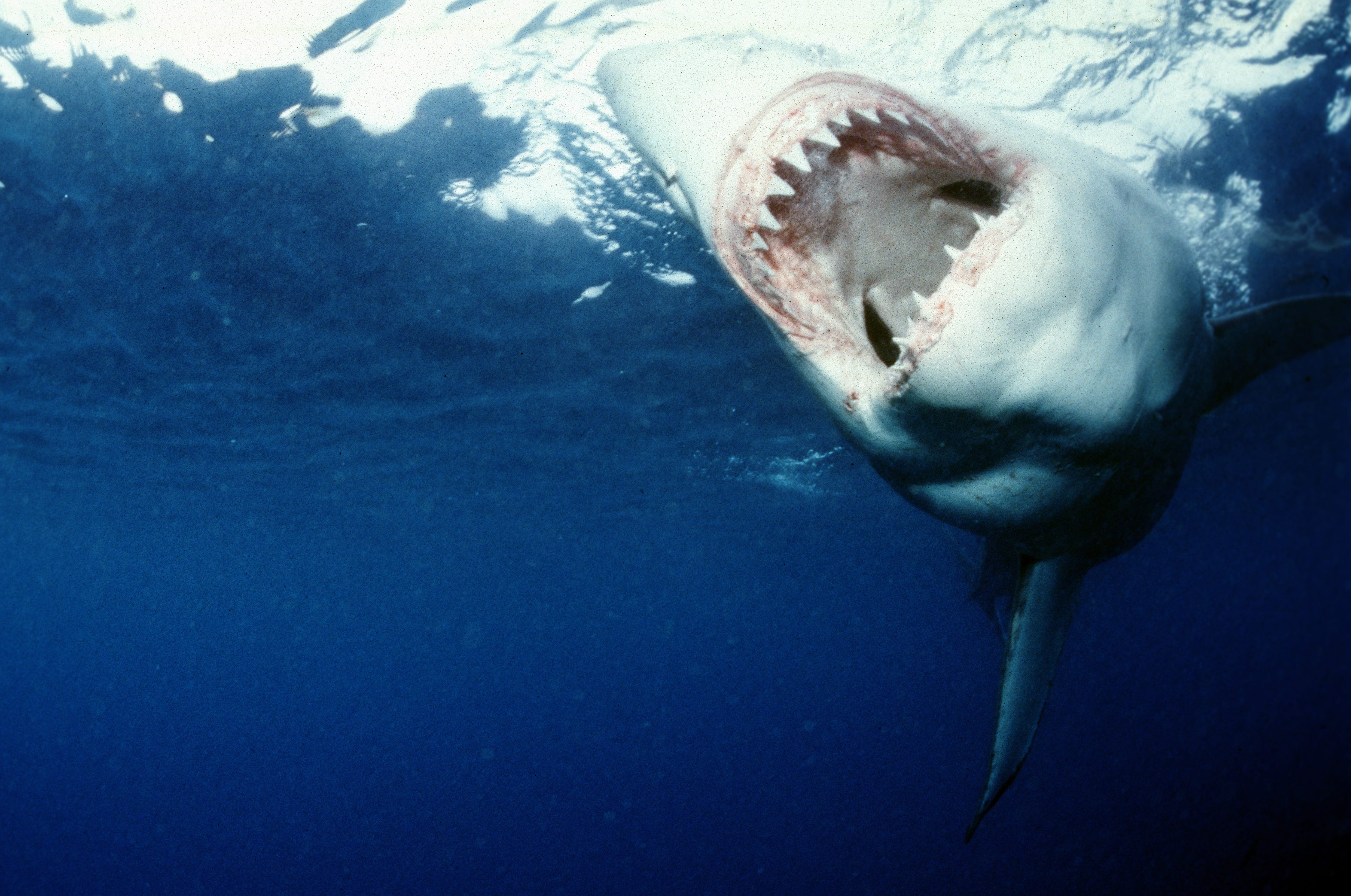 Weißer Hai auf der Suche nach Beute (00010340)
