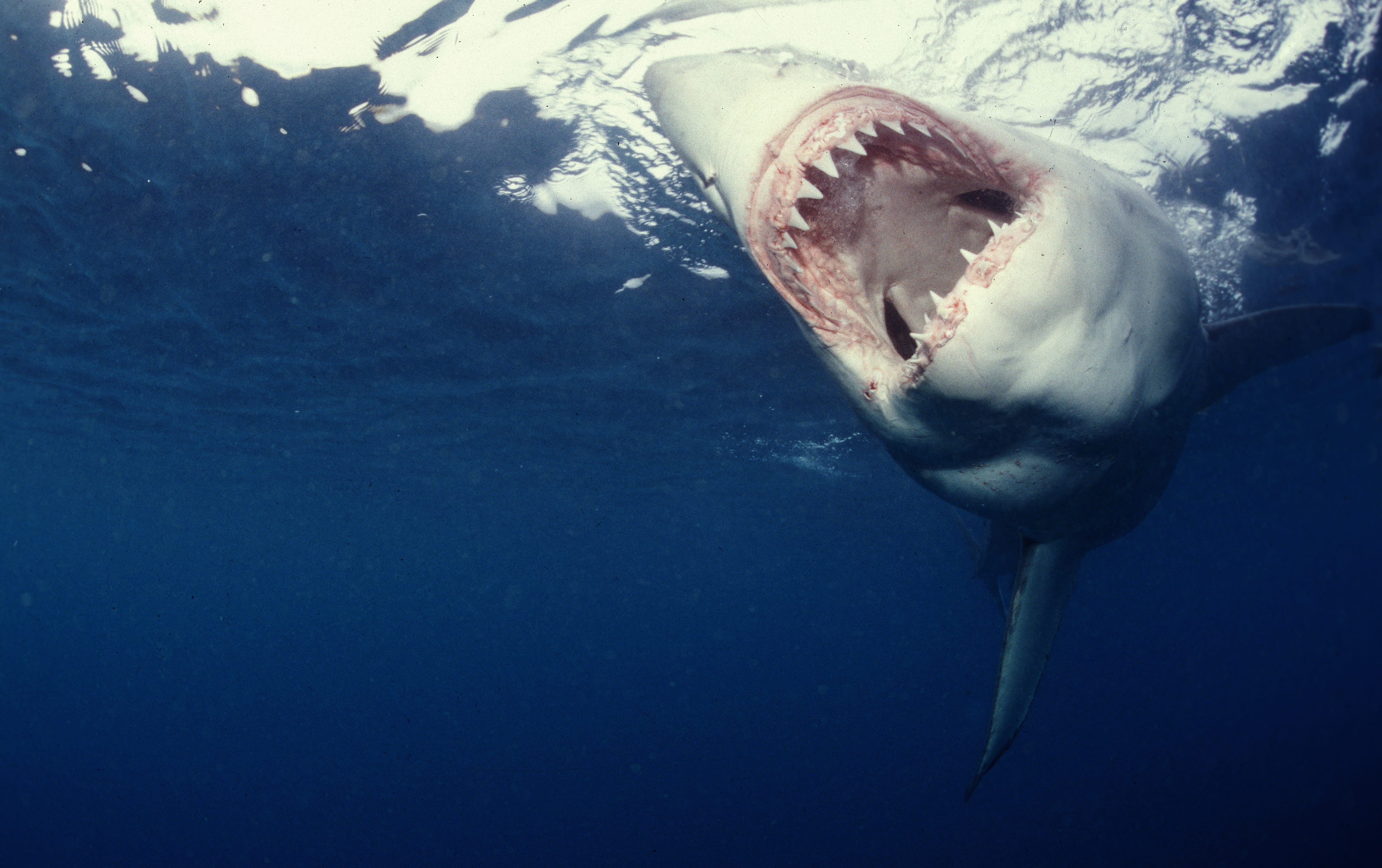 Weißer Hai auf der Suche nach Beute (00010341)
