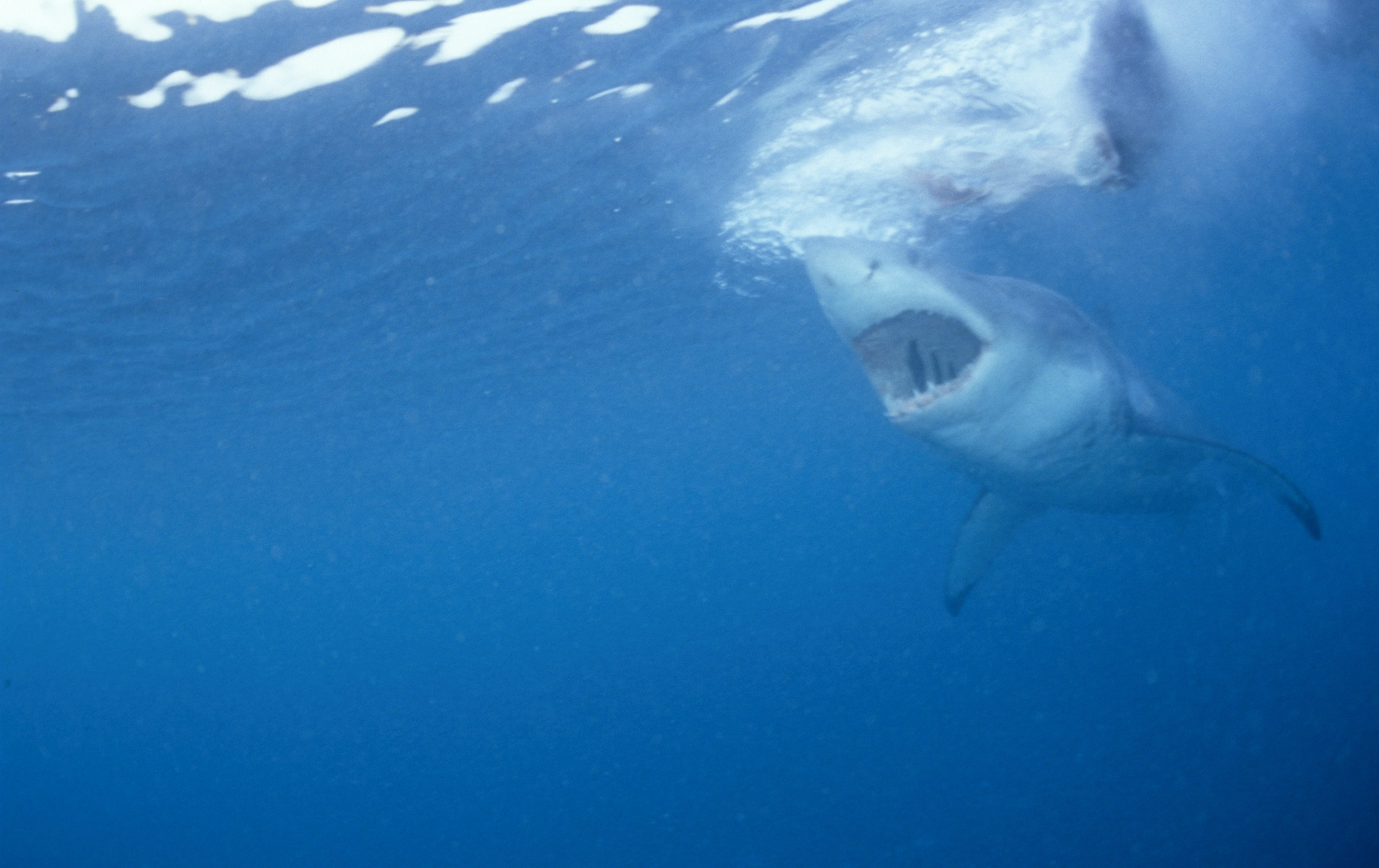 Weißer Hai auf der Suche nach Beute (00010342)