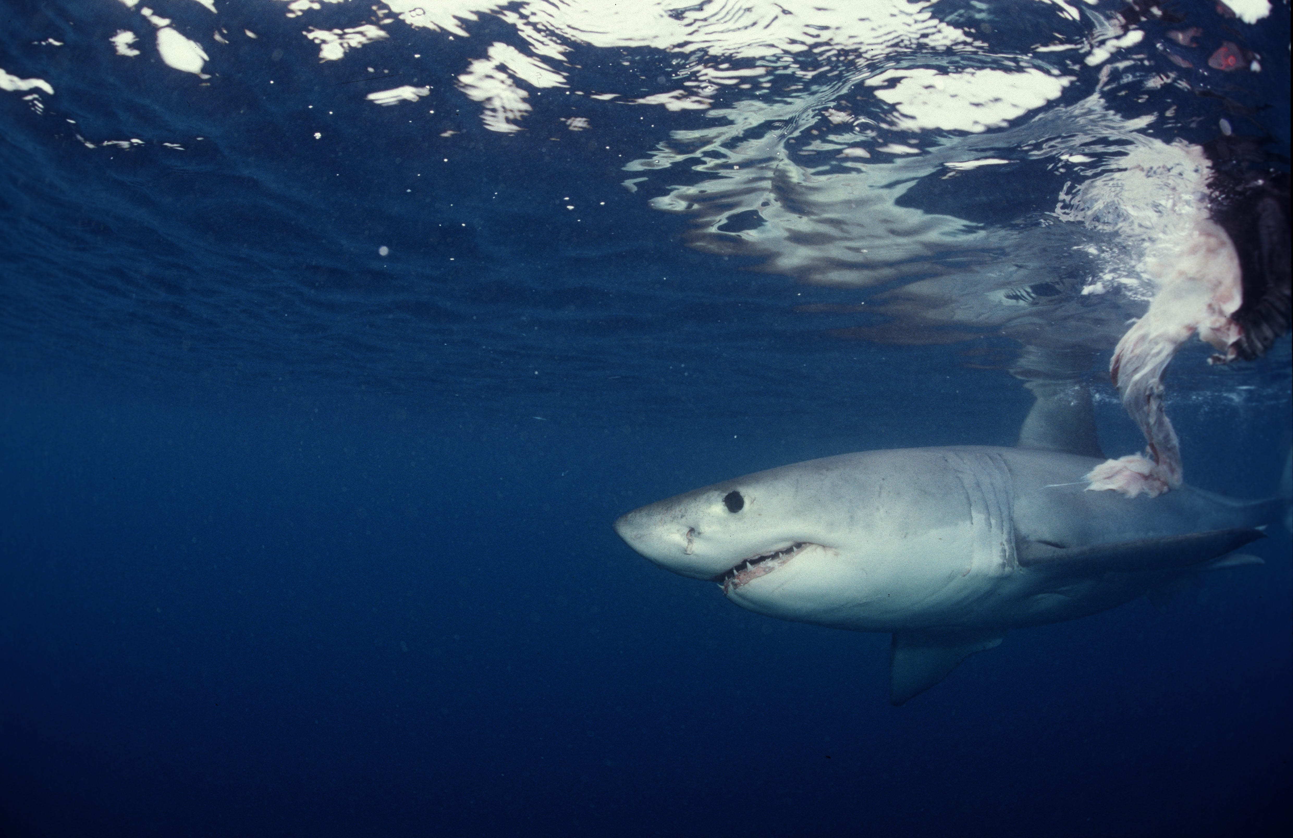 Junger Weißer Hai auf der Suche nach Beute (00010347)