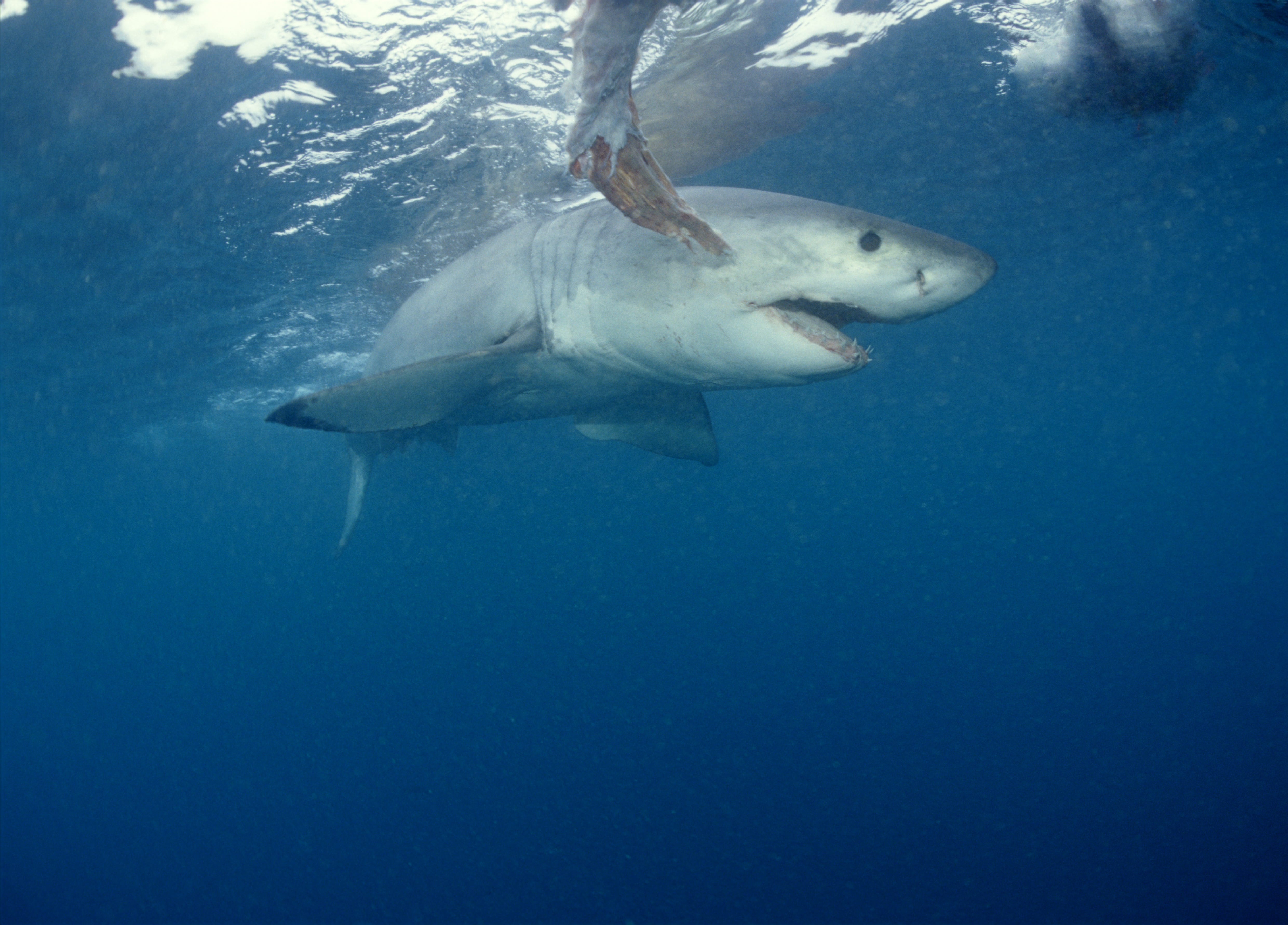 Weißer Hai umkreist den Fischkoeder (00010350)