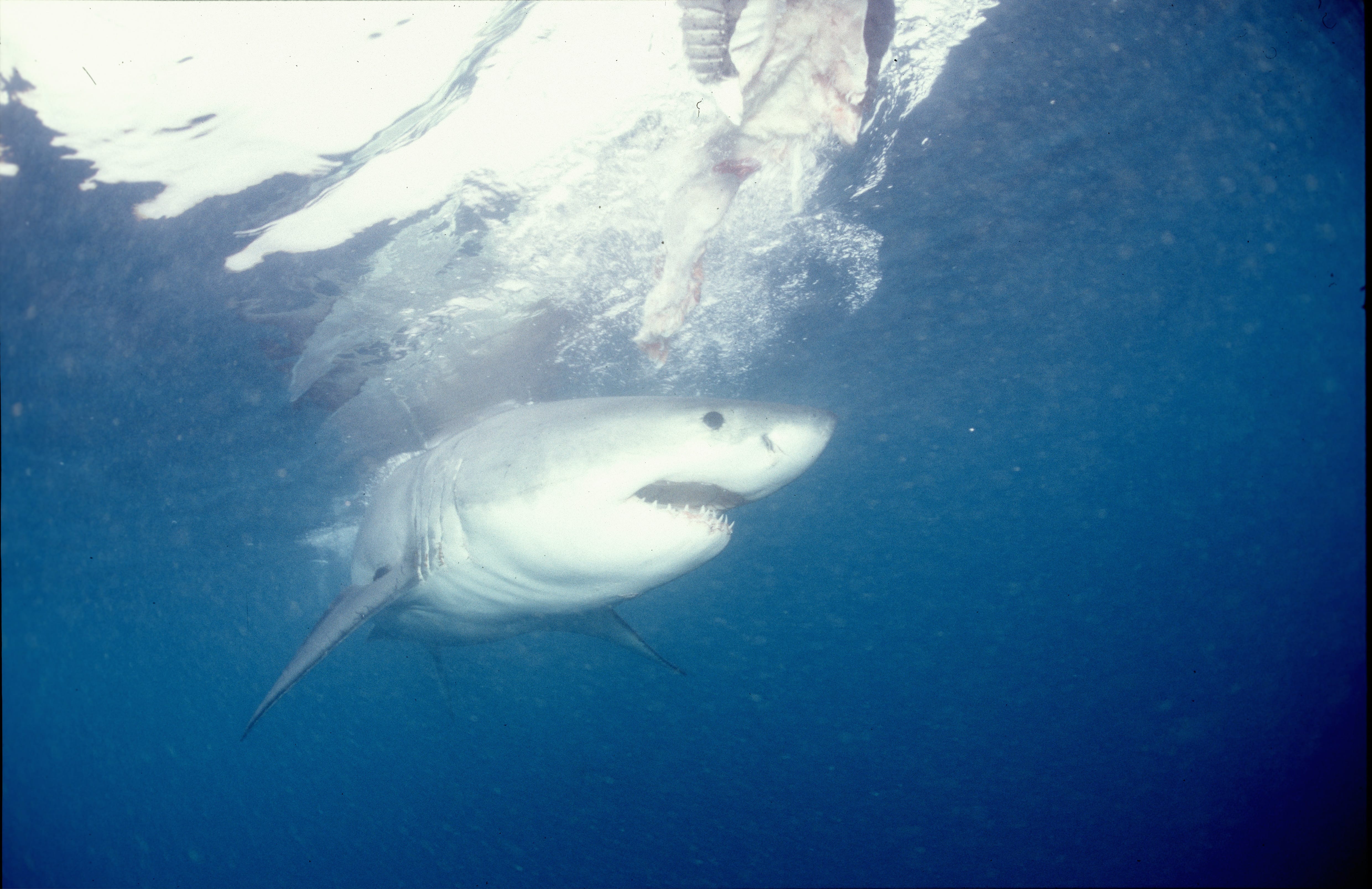 Junger Weißer Hai auf der Suche nach Beute (00010359)