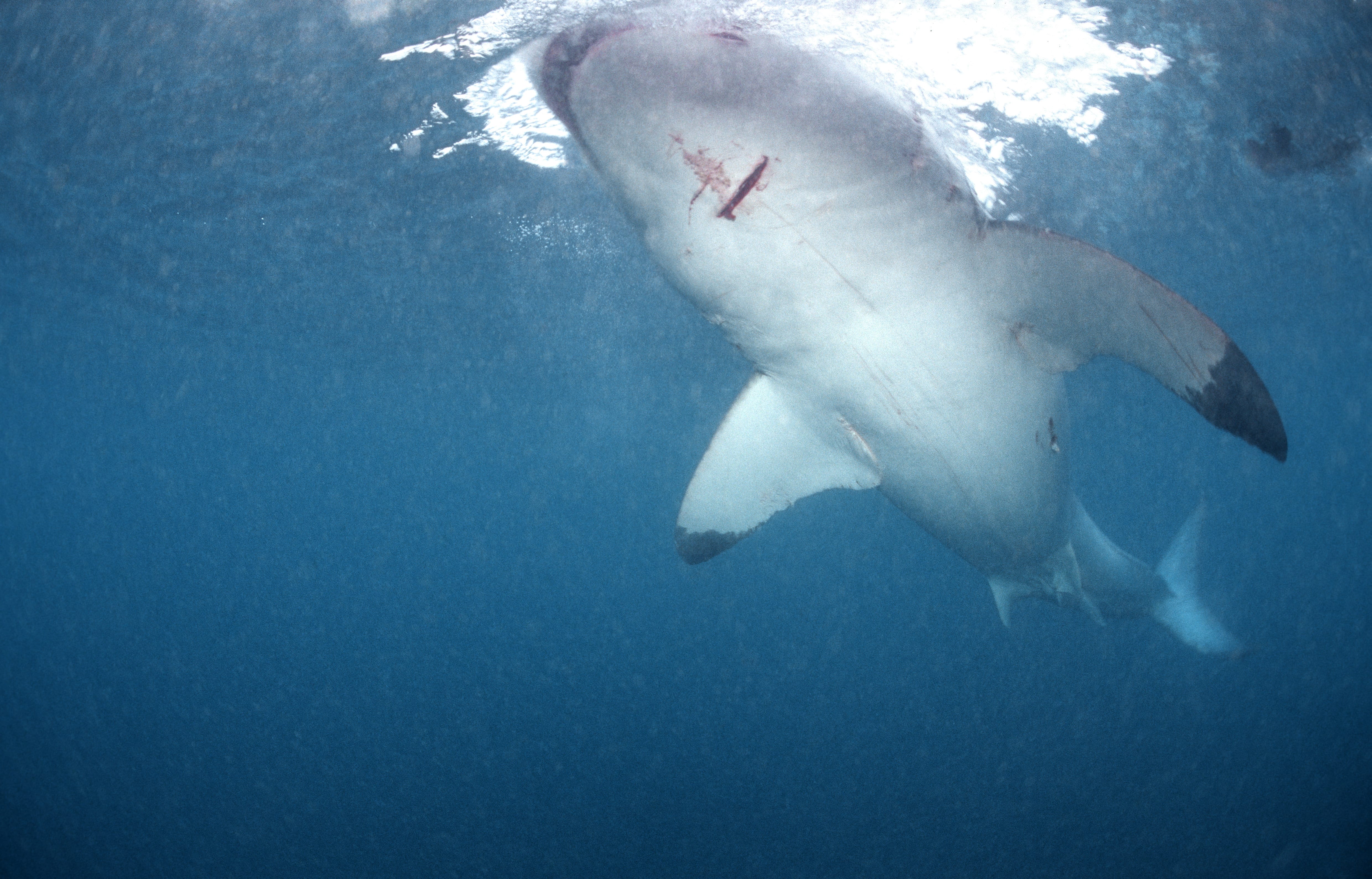 Weißer Hai auf der Suche nach Beute (00010368)