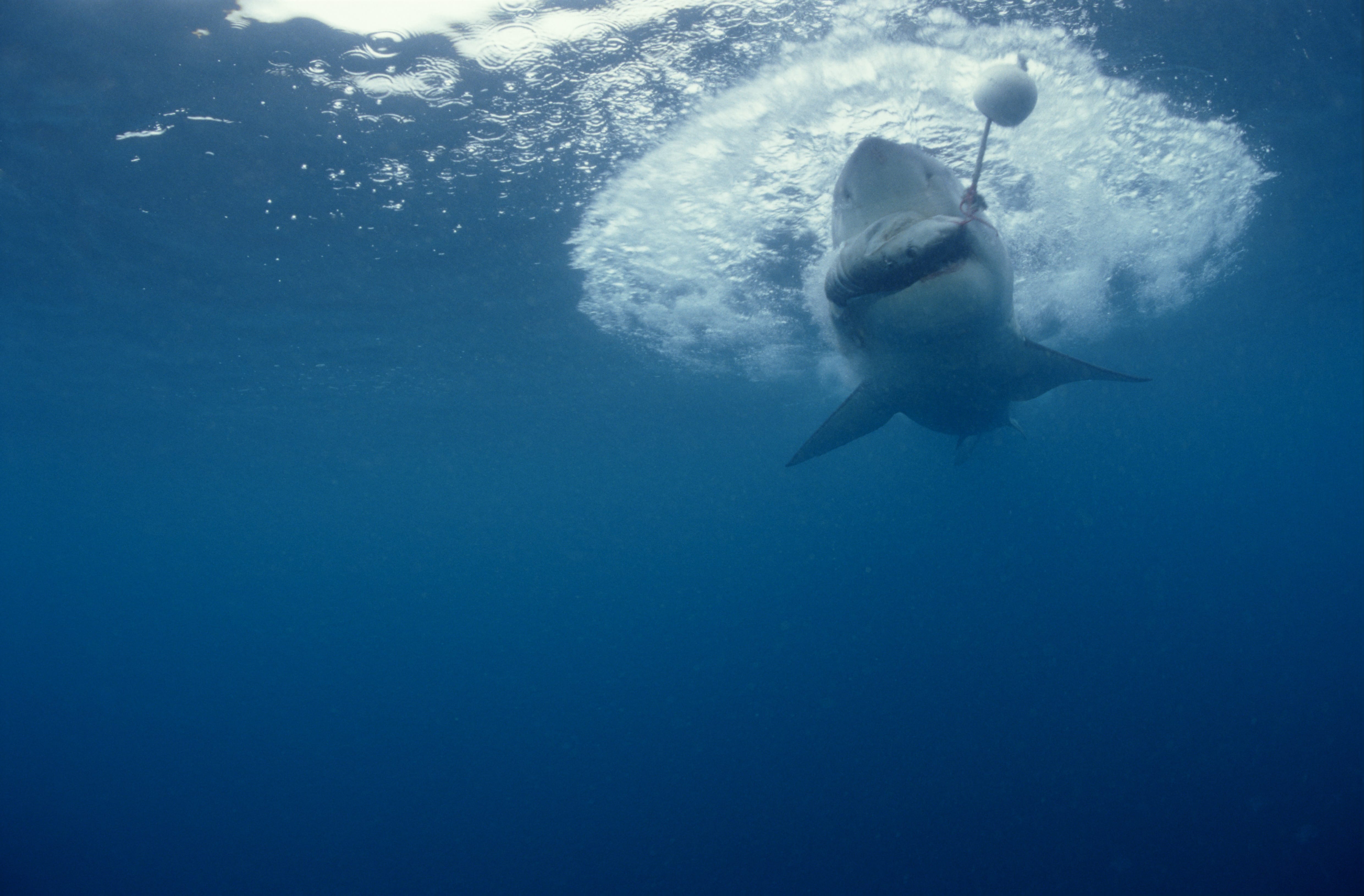 Weißer Hai hat den Fischkoeder erwischt (00010379)