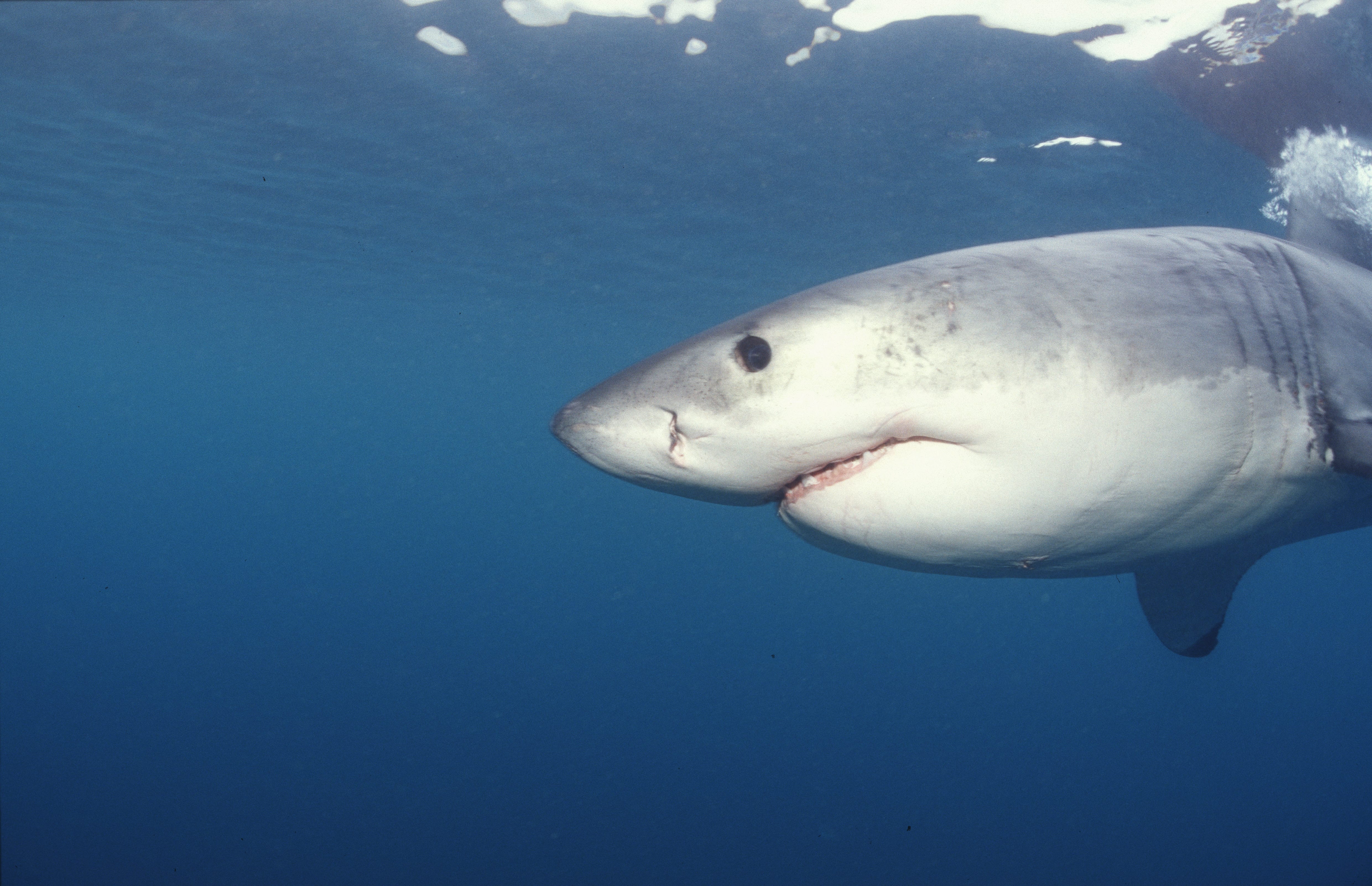 Weißer  Hai vor der Kueste Suedafrikas (00010385)
