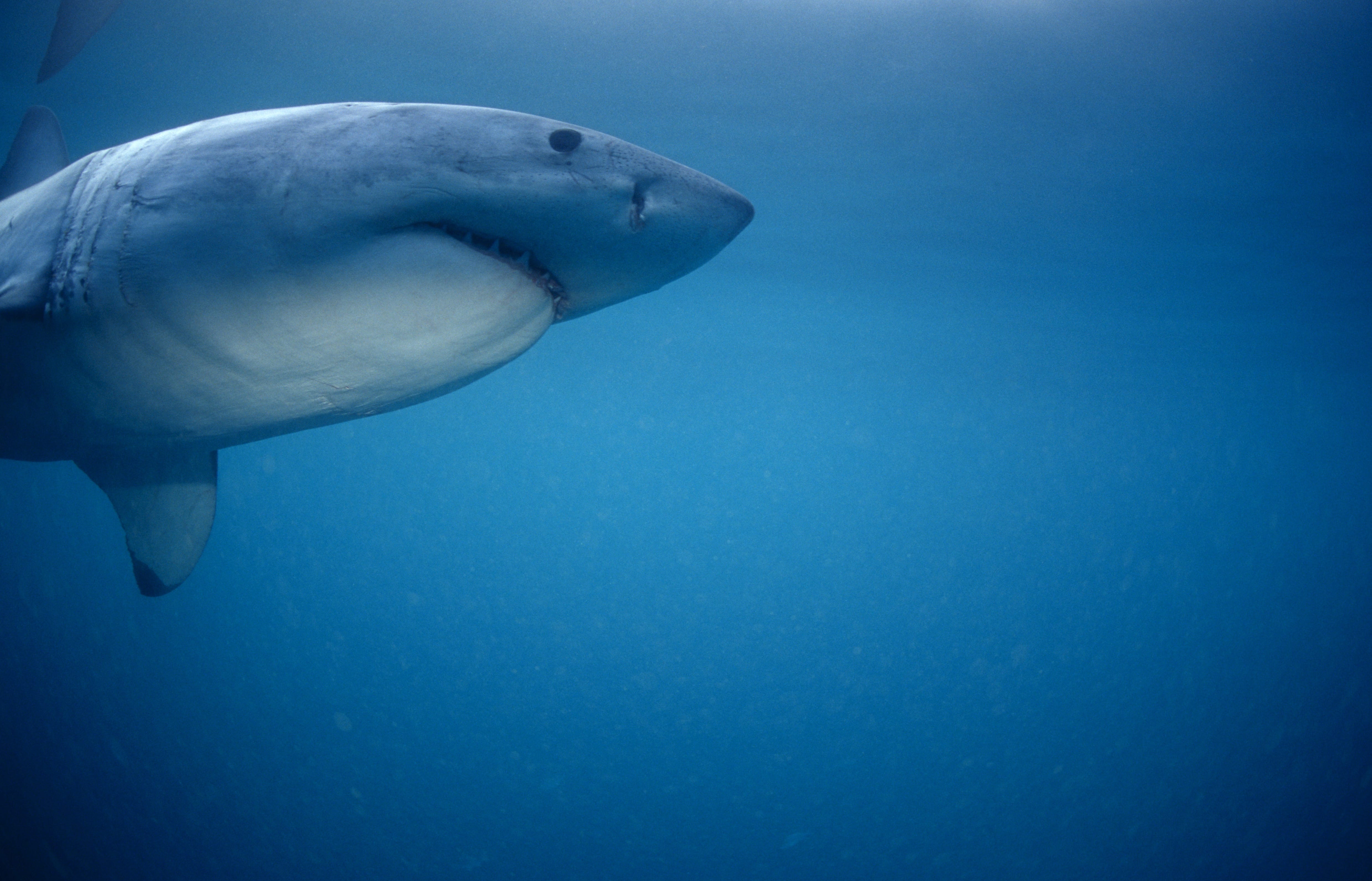 Robbenjaeger Weißer Hai (00010394)