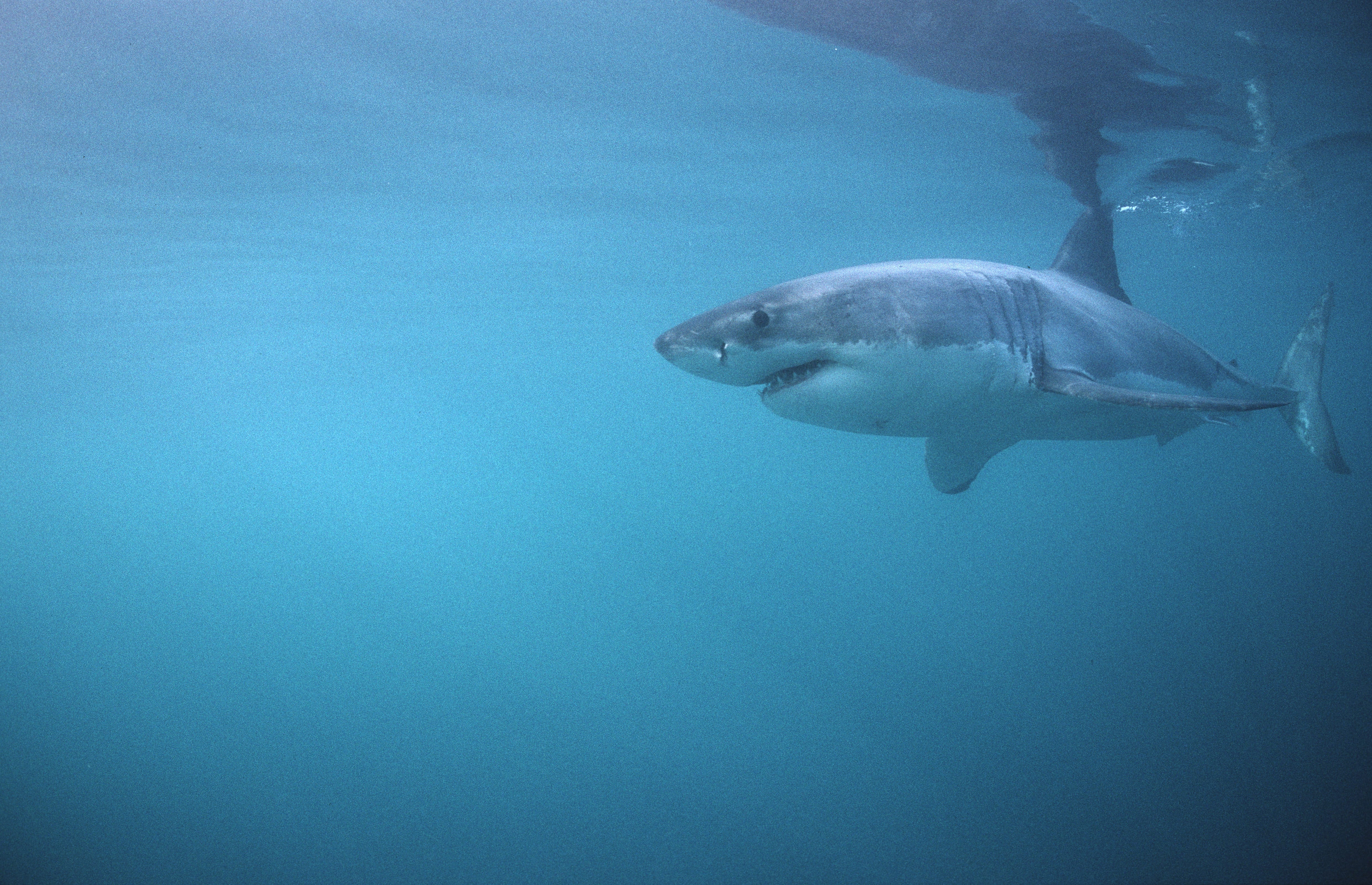 Weißer Hai vor Dyer Island (00010423)