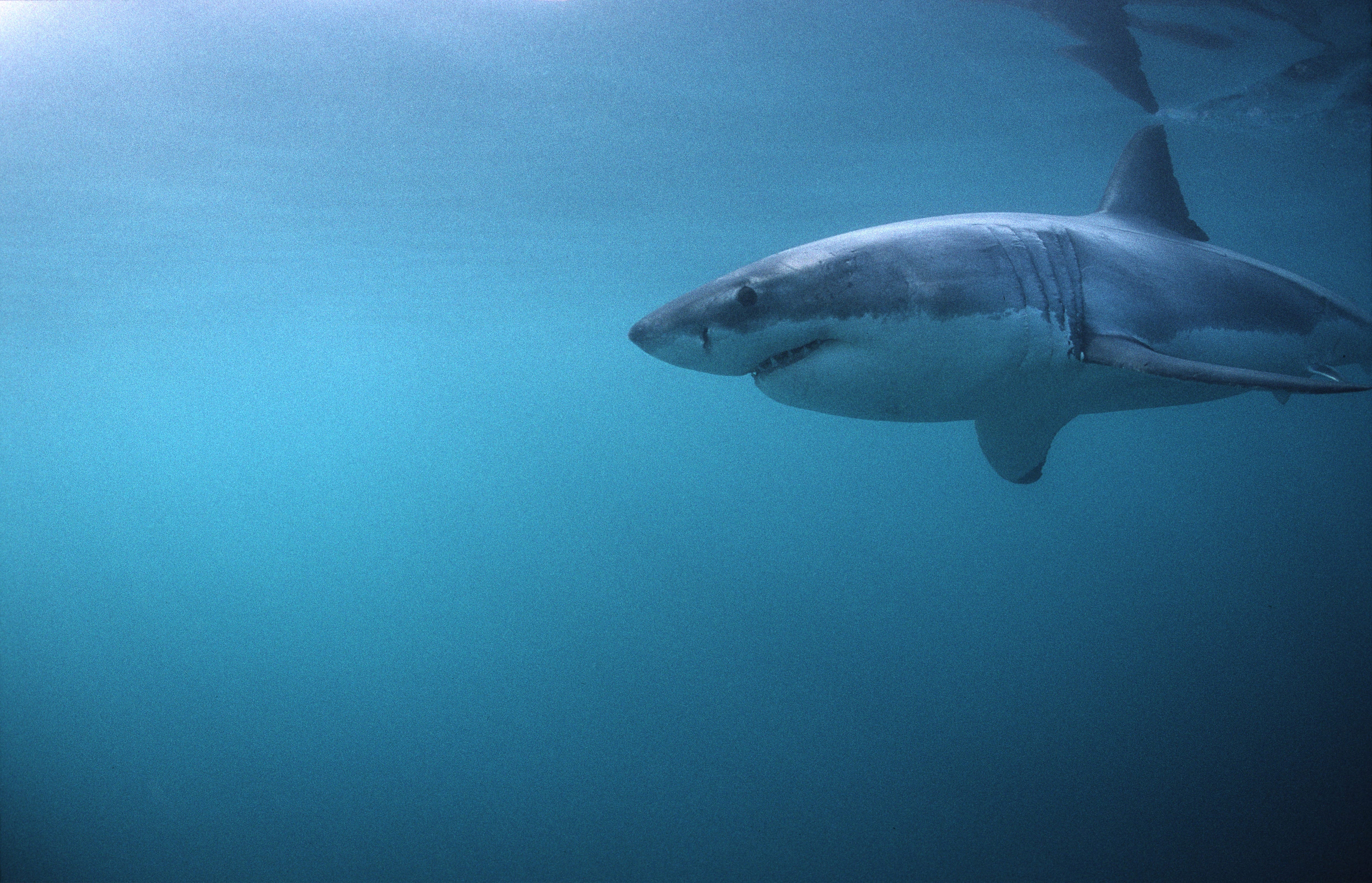 Weißer Hai sucht nach Beute (00010424)
