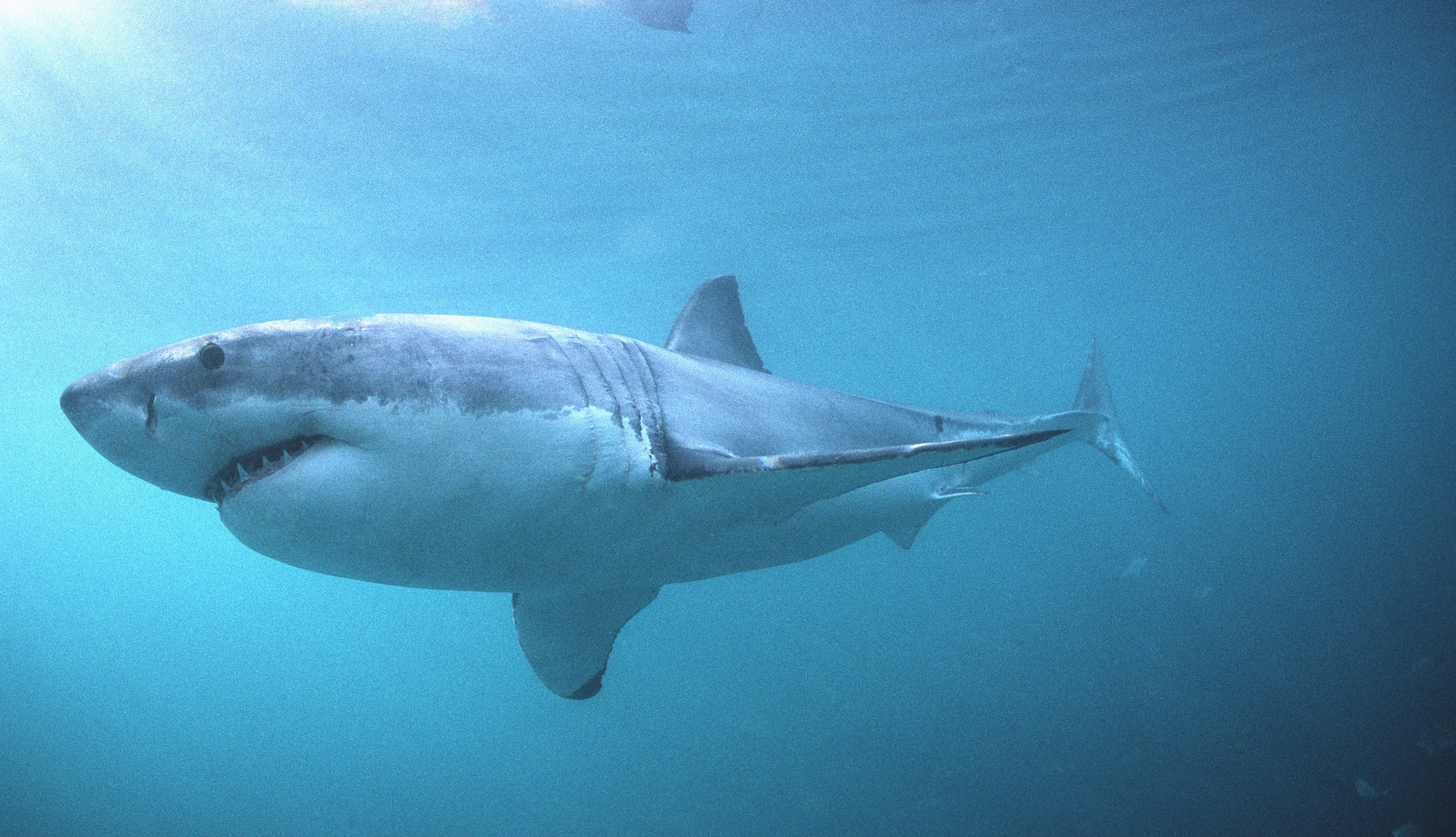 Weißer Hai sucht nach Robben (00010438)