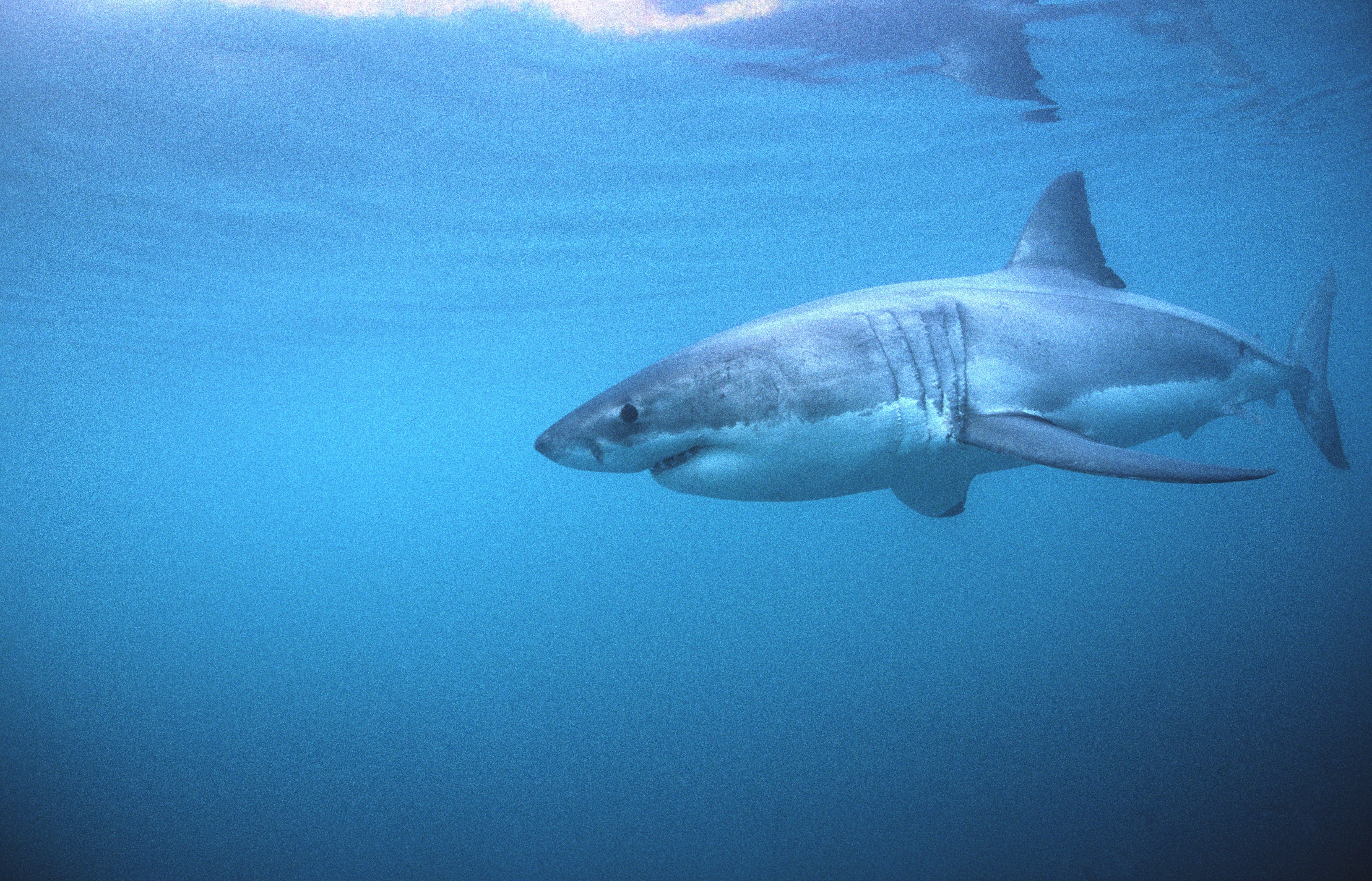 Weißer Hai streift durch Robbengebiet (00010441)