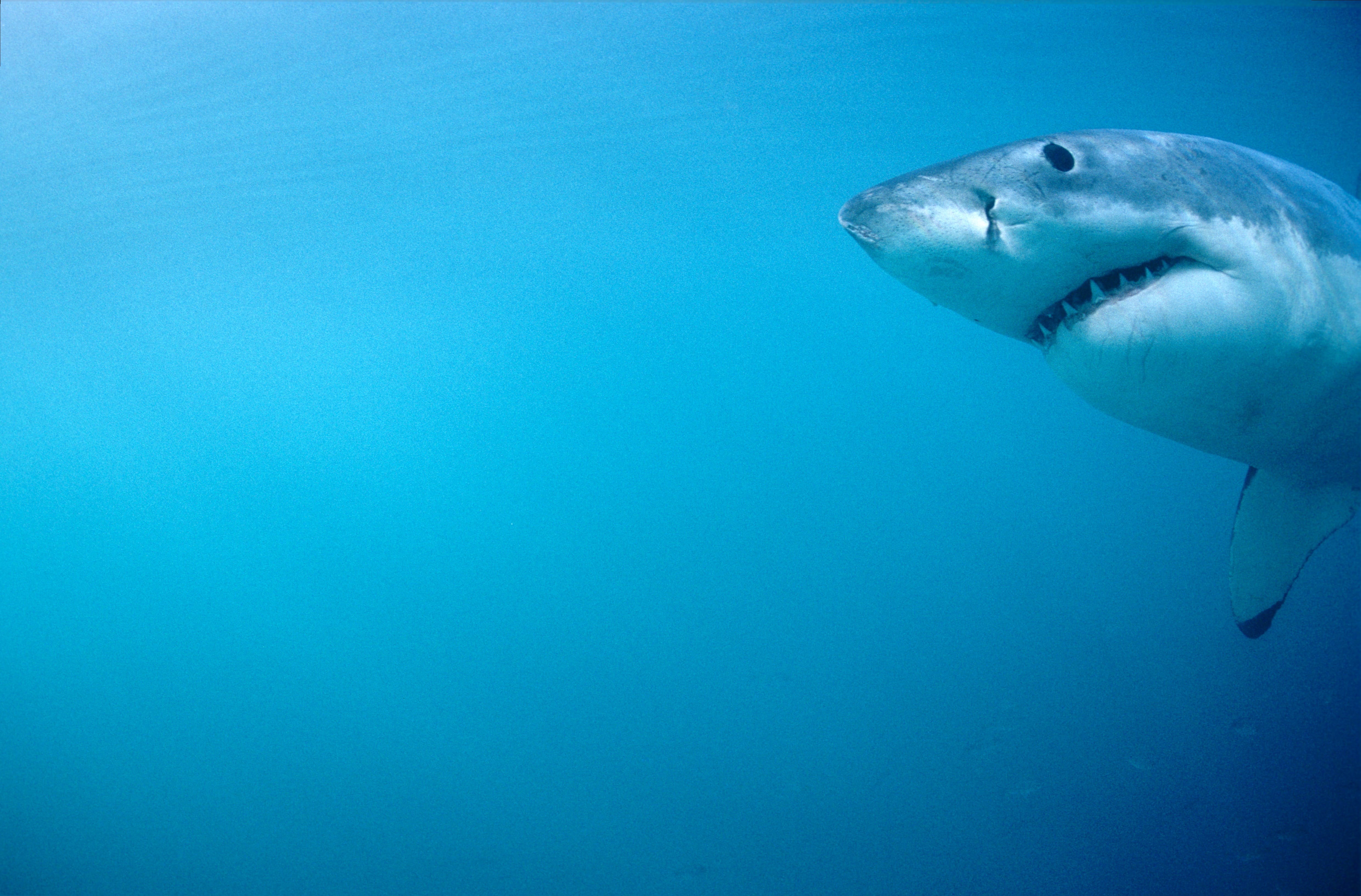 Weißer Hai Portraet (00010487)