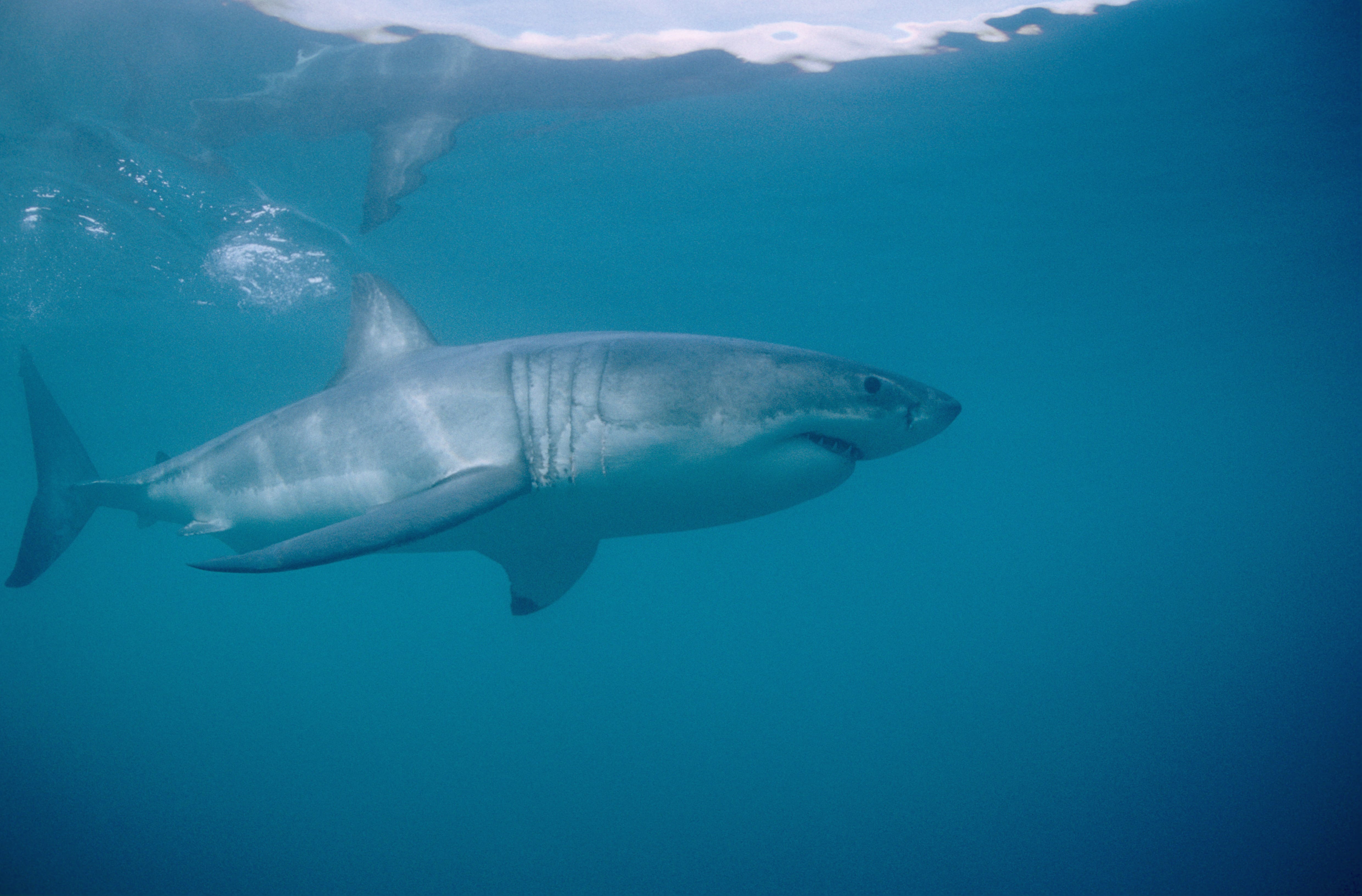 Weißer Hai vor Dyer Island (00010493)