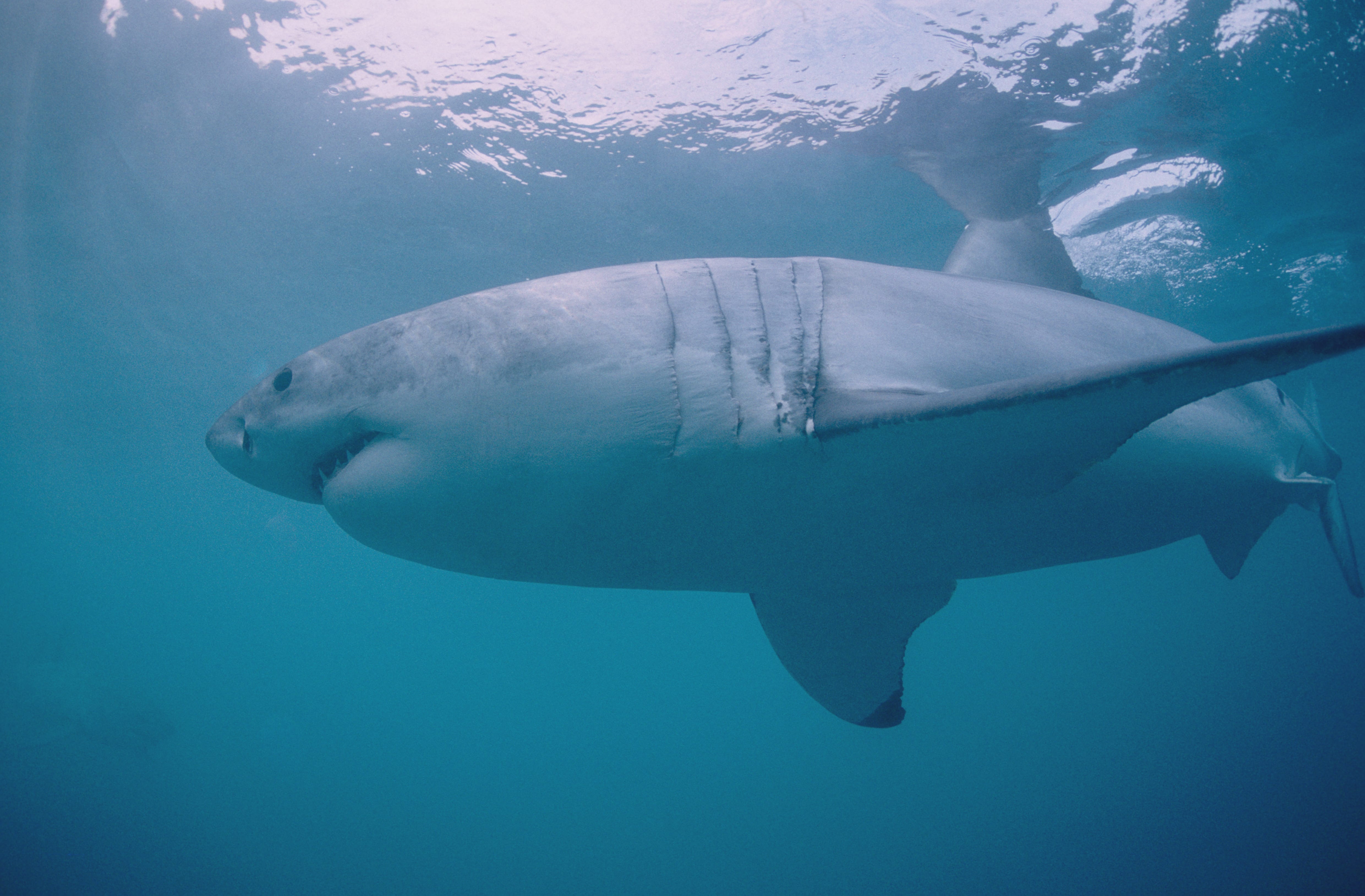 Weißer Hai vor Dyer Island (00010524)