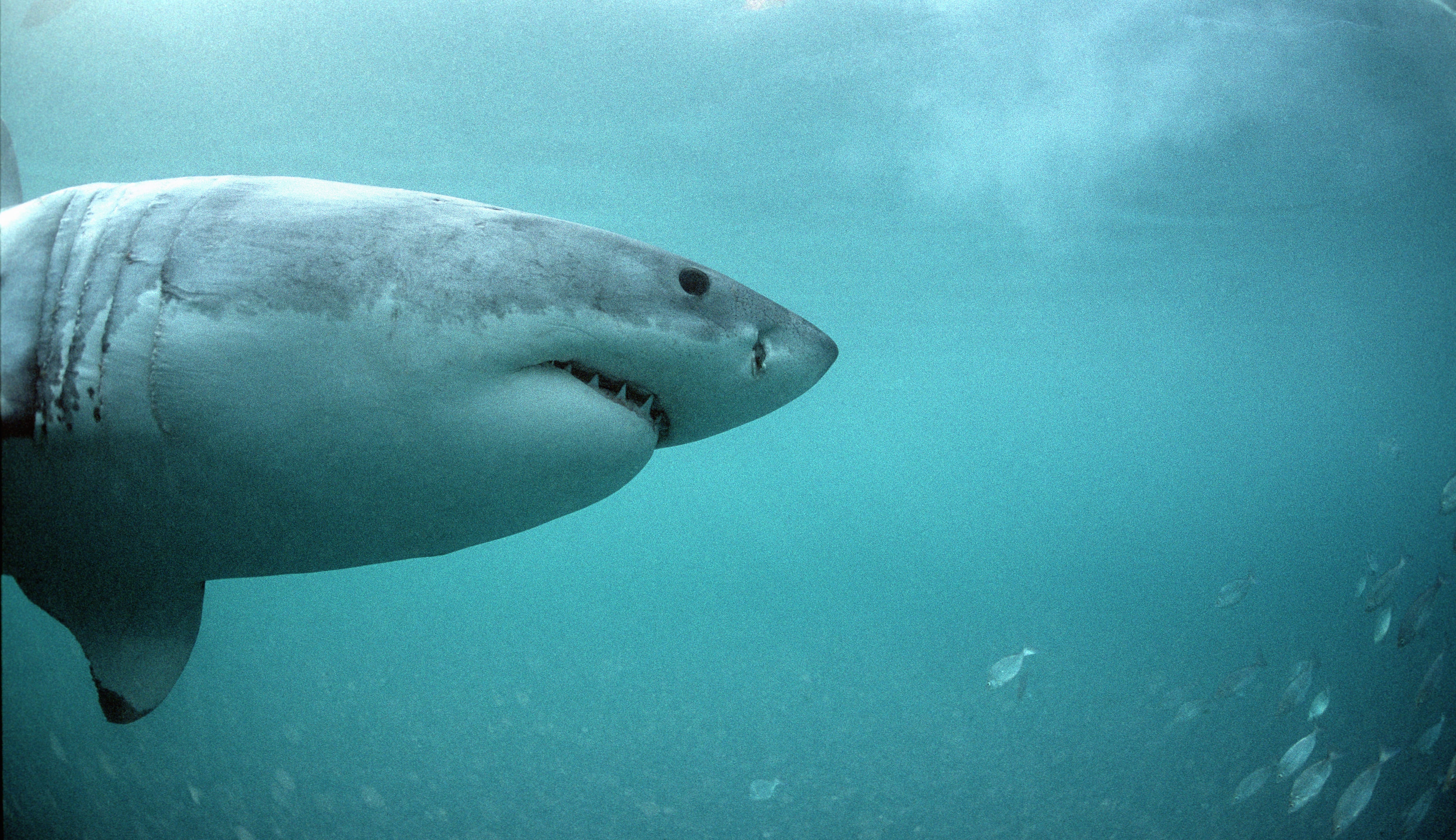 Weißer Hai auf der Suche nach Robben (00010536)