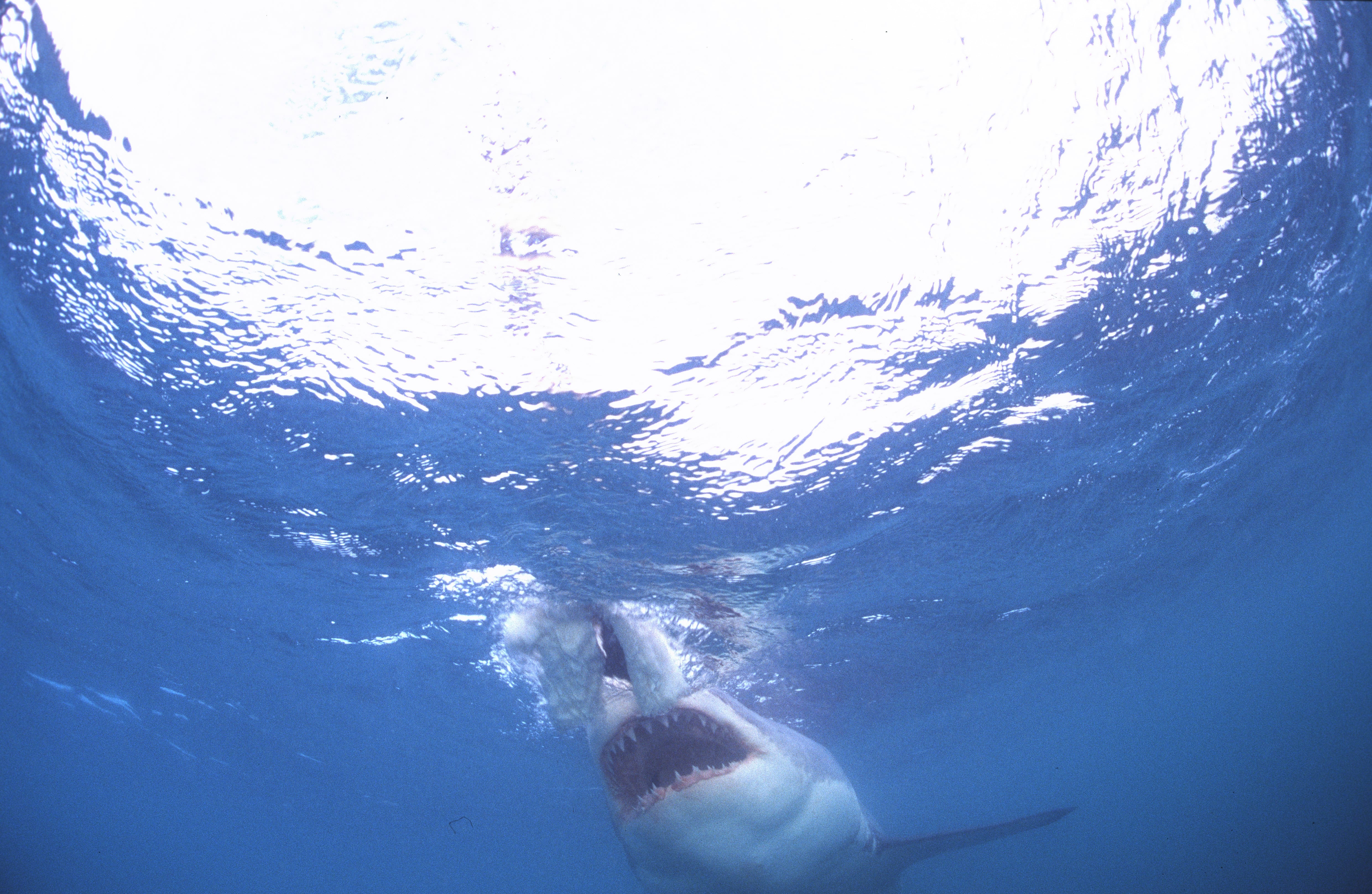 Weißer Hai (00010557)