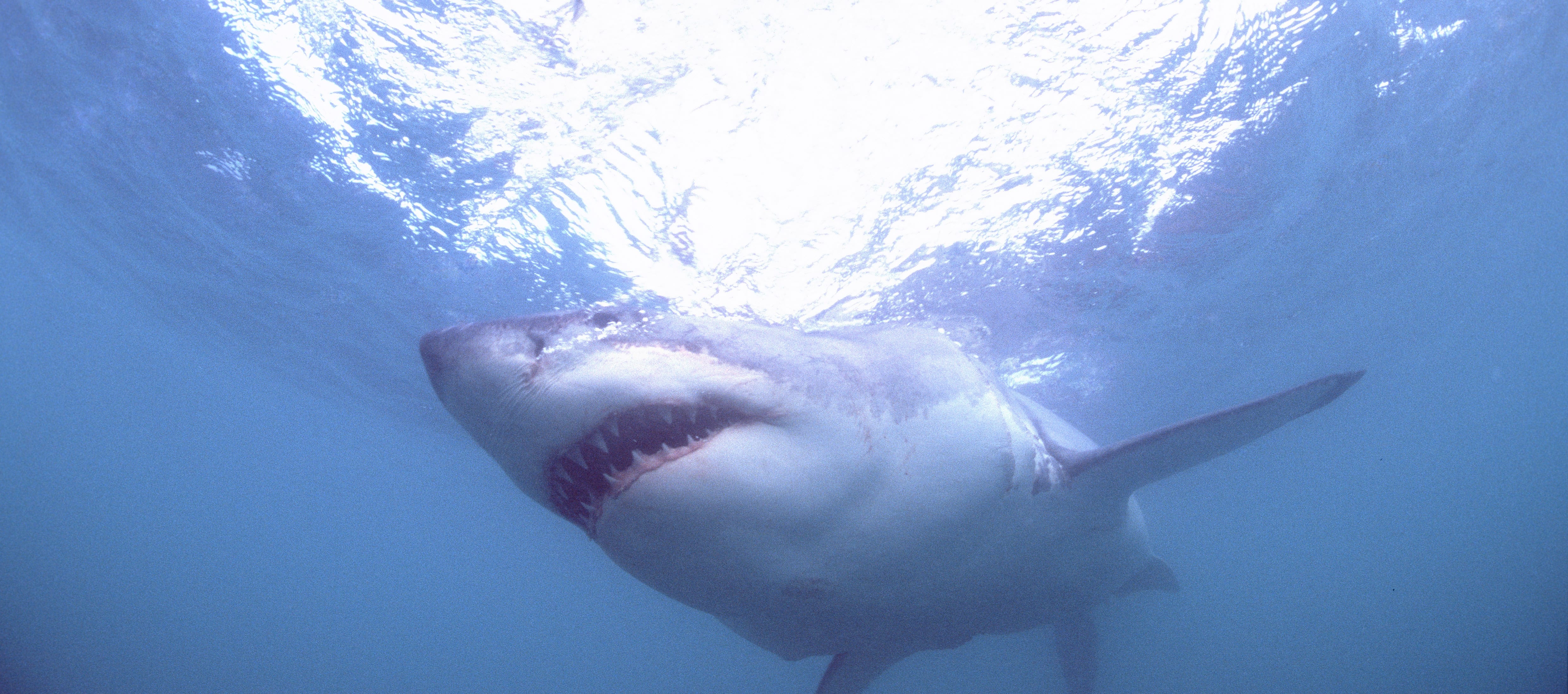 Weißer Hai: Die Beute im Blick (00010558)