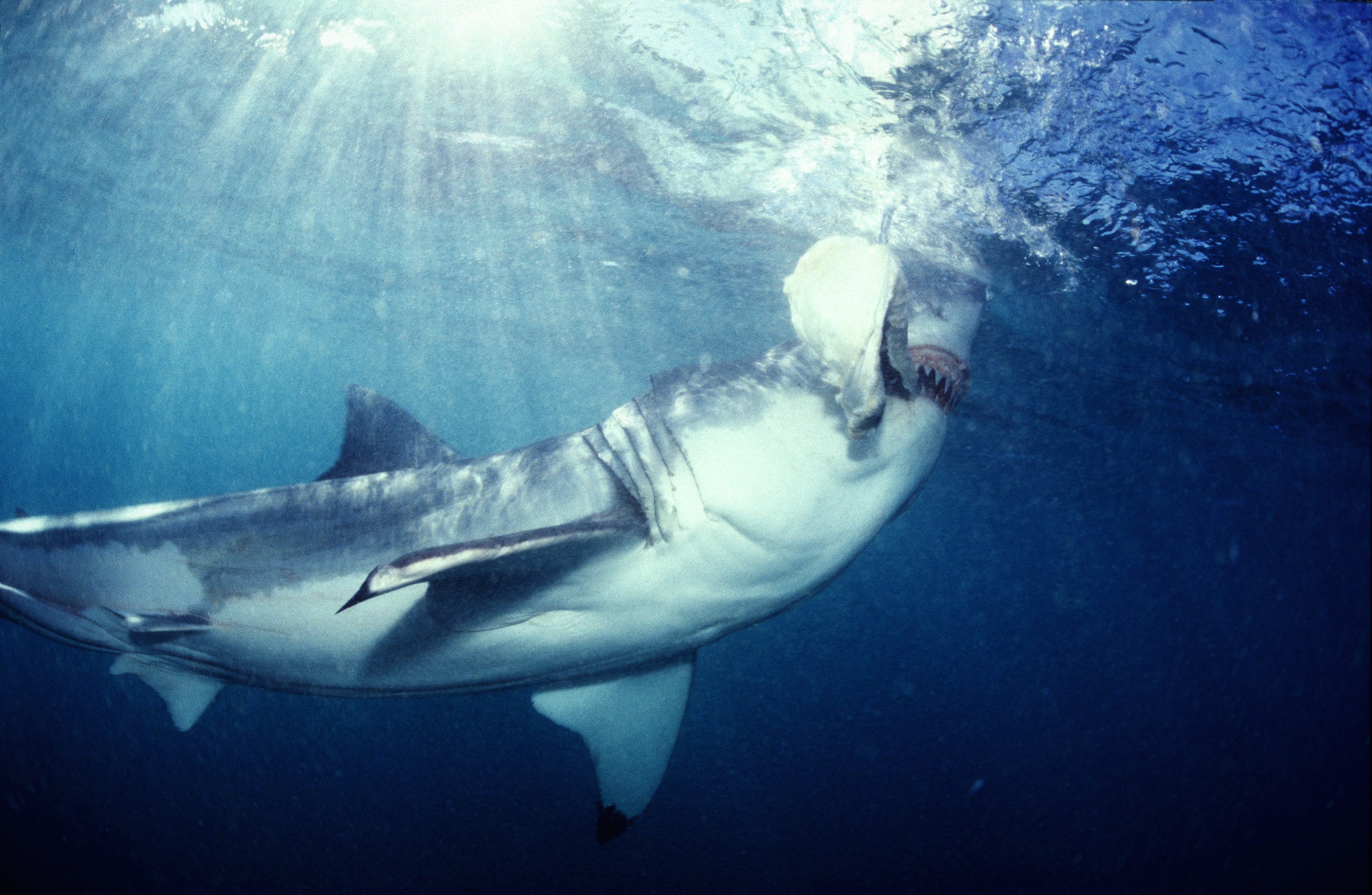 Großer Weißer Hai beißt zu (00010602)