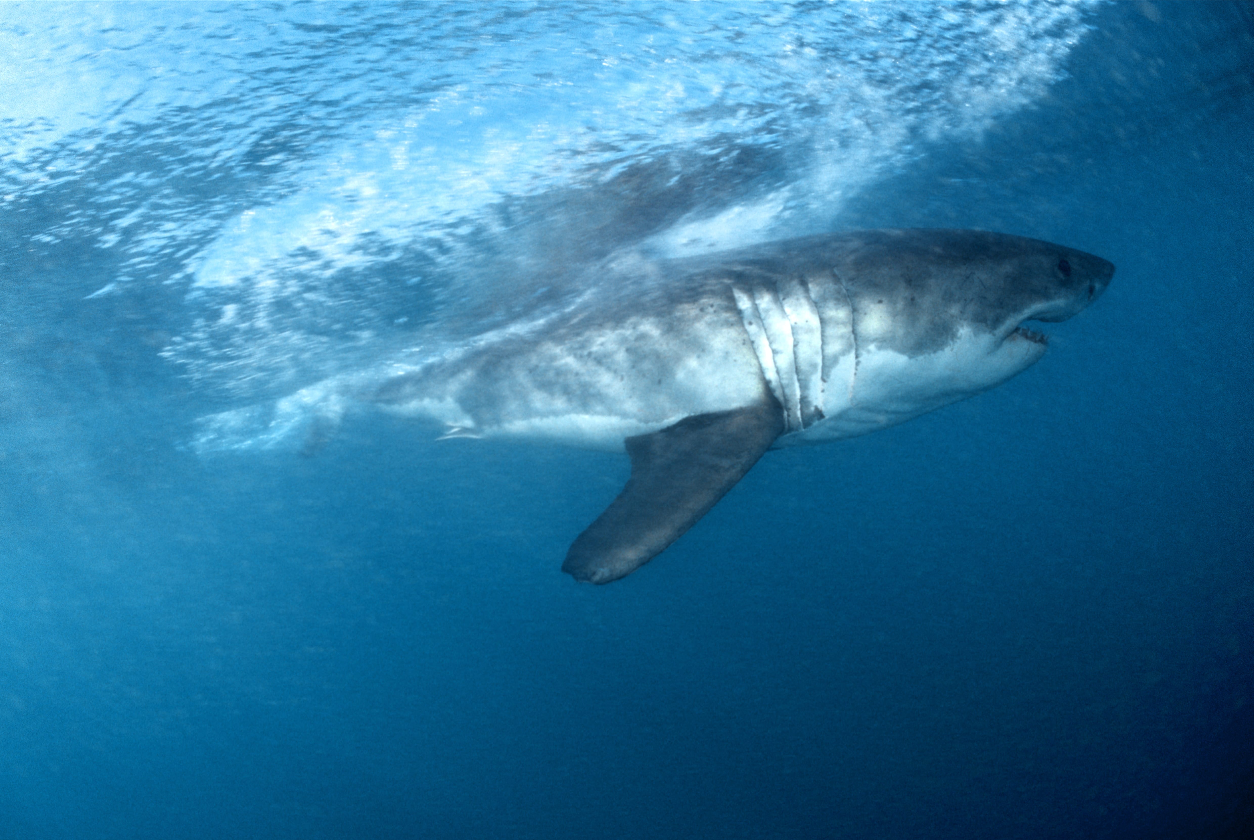 Weißer Hai vor der Kueste Suedafrikas (00010611)