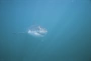 Weißer Hai auf Inspektion (00000317)