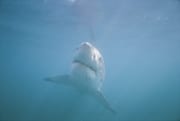 Weißer Hai auf Inspektion (00000319)