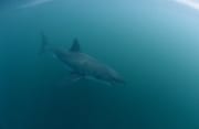 Weißer Hai im gruenlichen Wasser vor Dyer Island (00000437)