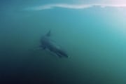 Weißer Hai auf Inspektion (00000449)