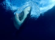 Vertikal steigt ein Weißer Hai nach oben (00001622)
