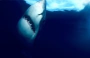 Vertikal schwimmt ein Weißer Hai nach oben (00001631)