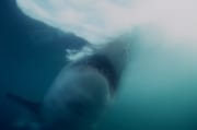 Steil steigt der Weißer Hai empor zum Licht (00001634)